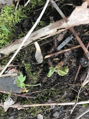 Hydrophyllum virginianum