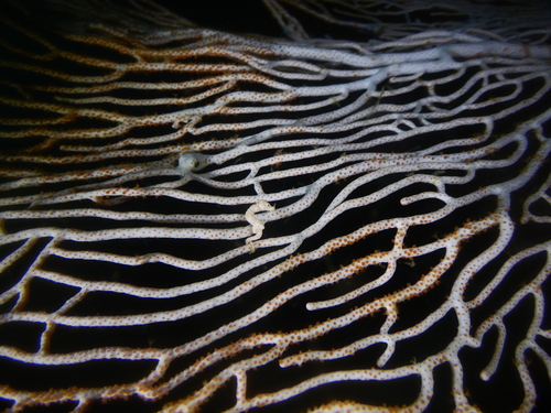 Hippocampus denise