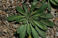 Arabis stelleri