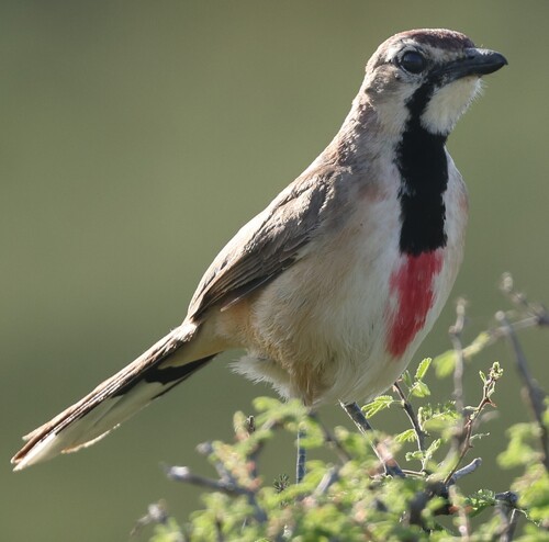 Rosy-patched Bushshrike