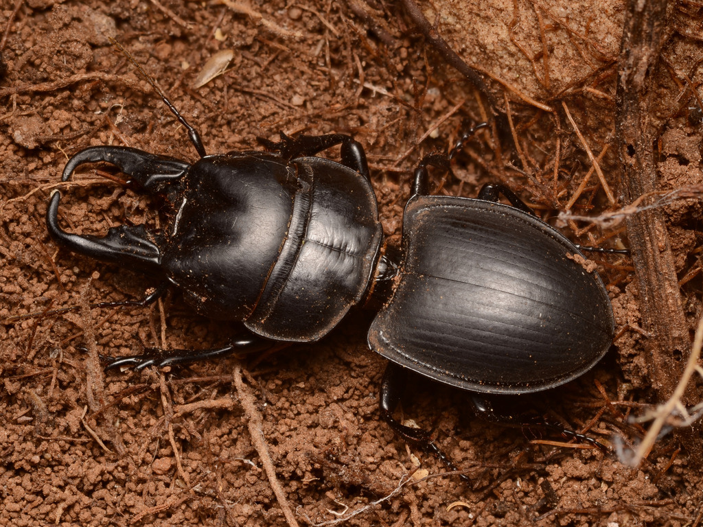 Table Mountain Staglike Ground Beetle
