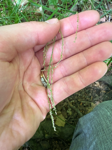Fowl Mannagrass (Glyceria striata)