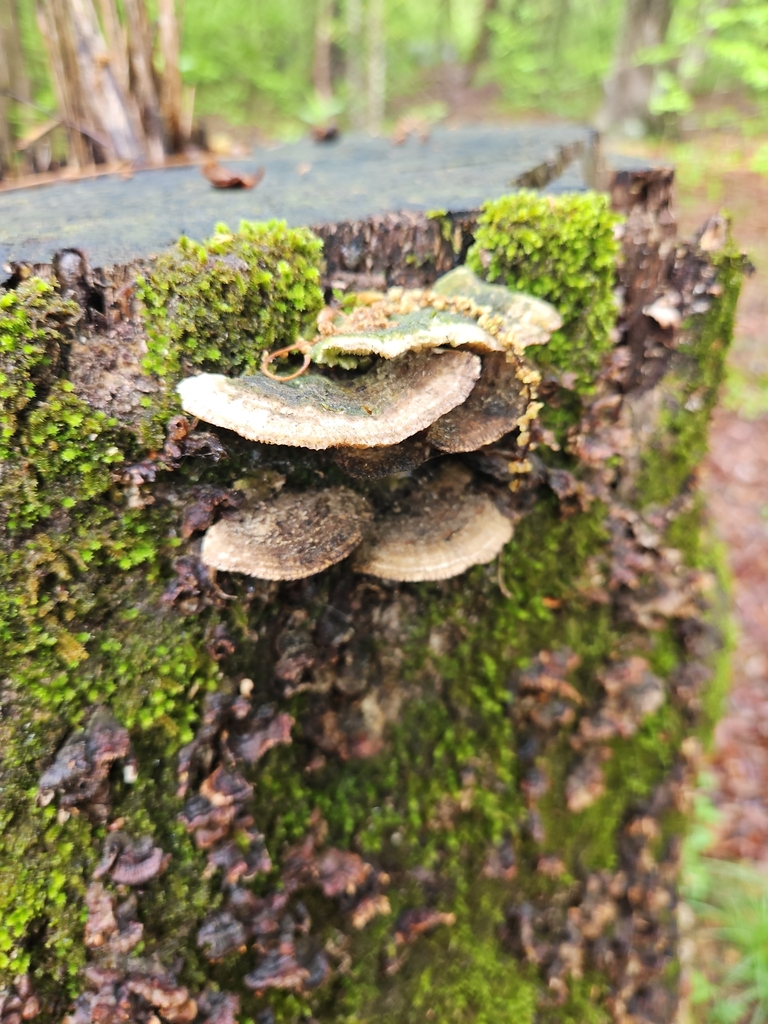 Trametes betulina · April 2026 · photo: © aqua4631 (iNaturalist, cc0)