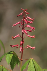 Aesculus pavia image