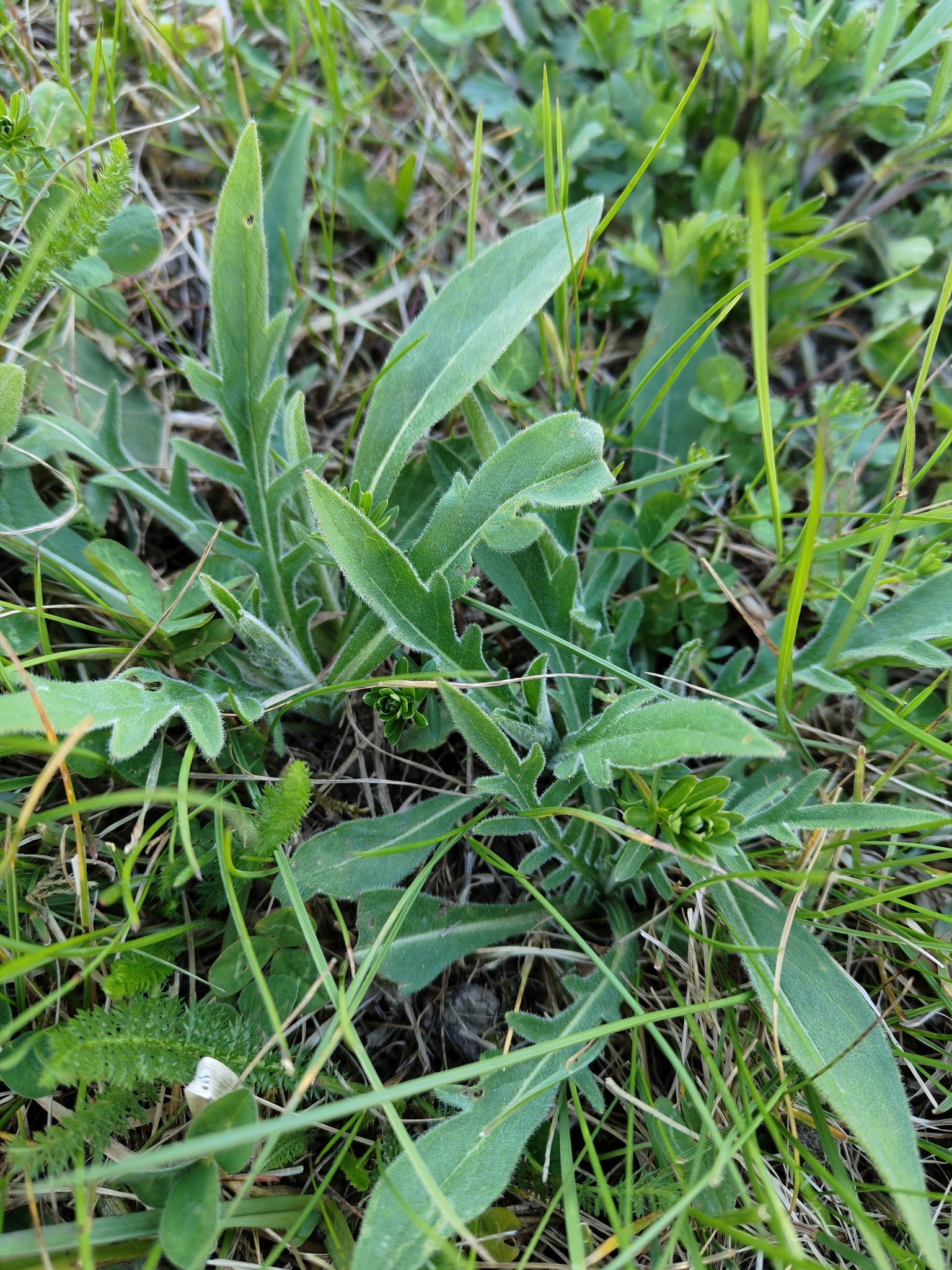 Field Scabious (Knautia arvensis)