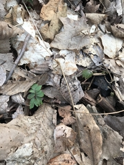 Hydrophyllum virginianum