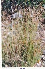 Phleum pratense