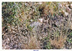 Phleum pratense bertolonii