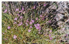 Dianthus laricifolius