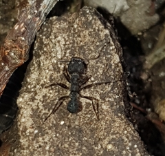 Acromyrmex lundii