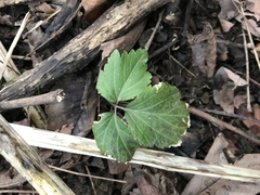 Cardamine diphylla