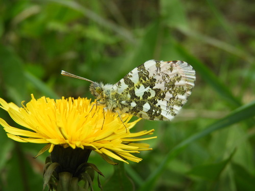 orange-tip