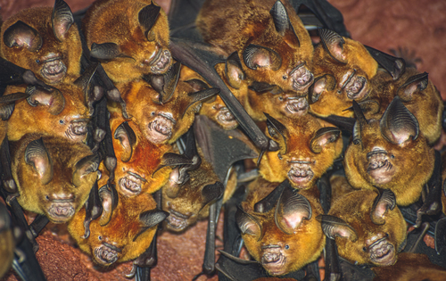 Grand Roundleaf Bat (Hipposideros grandis) — Least Concern Mammalia