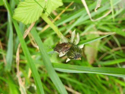 Sloe Bug