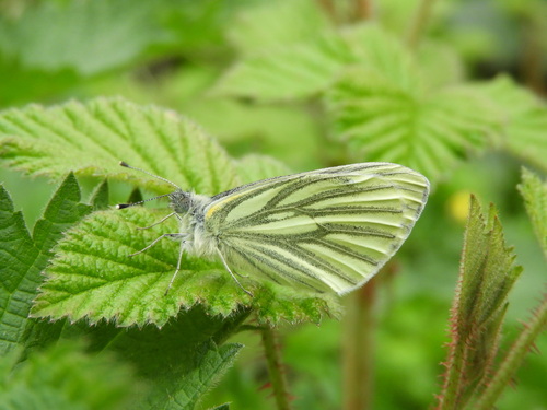 Green-veined White