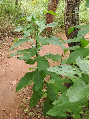 Gymnanthemum myrianthum, 2026-03-13