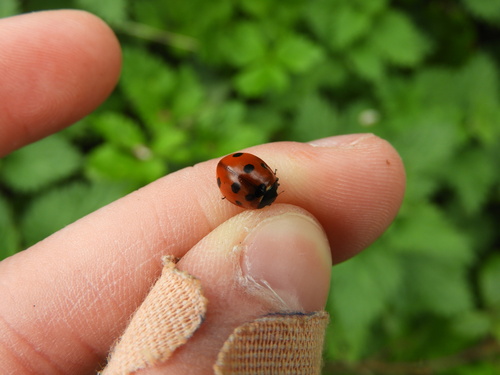 Seven-spotted Lady Beetle