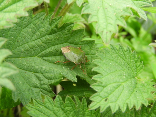 Green Shield Bug