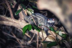 Paradoxurus musangus