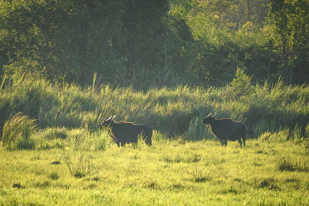 Gaur Collection Gaur in April 2019 by Dmitry Ivanov · iNaturalist