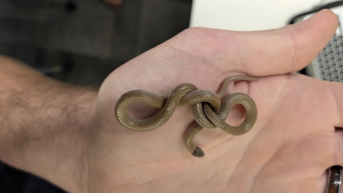 Southwestern Blackhead Snake