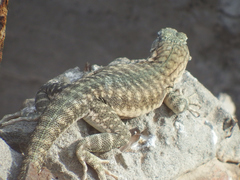 Microlophus thoracicus