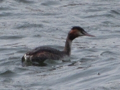 Podiceps cristatus