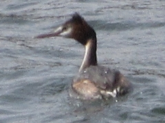 Podiceps cristatus