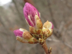 Rhododendron mucronulatum