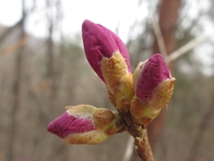 Rhododendron mucronulatum