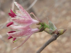 Lonicera praeflorens