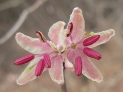Lonicera praeflorens