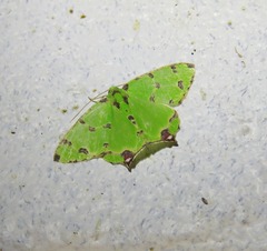 Agathia lycaenaria
