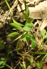 Corydalis intermedia