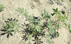 Lupinus arizonicus