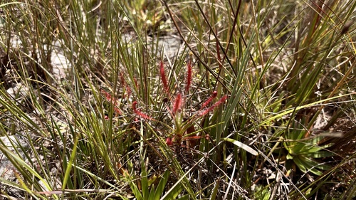 Drosera chrysolepis