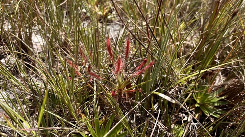 Drosera chrysolepis