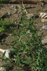 Atriplex gmelinii