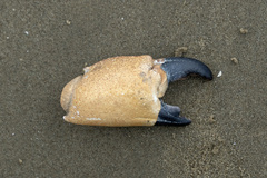 Myomenippe hardwickii