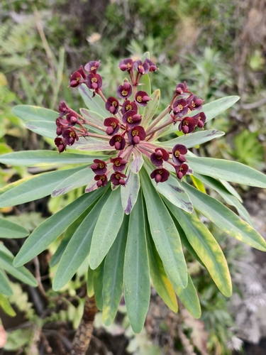 Euphorbia atropurpurea (Euphorbia atropurpurea)