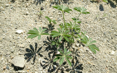 Lupinus arizonicus