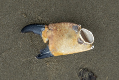 Myomenippe hardwickii