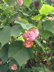 Dombeya × cayeuxii