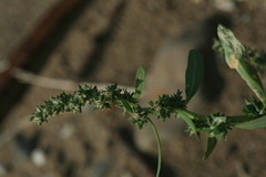 Atriplex gmelinii