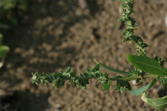 Atriplex gmelinii