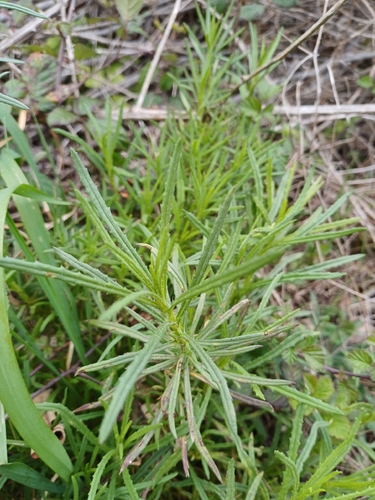 Narrow-Leaved Ragwort (Senecio inaequidens)