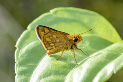 Taractrocera luzonensis