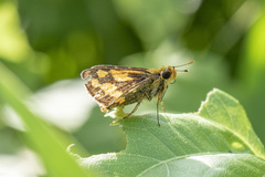 Taractrocera archias