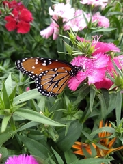 Danaus gilippus thersippus