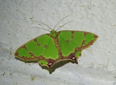 Agathia pisina